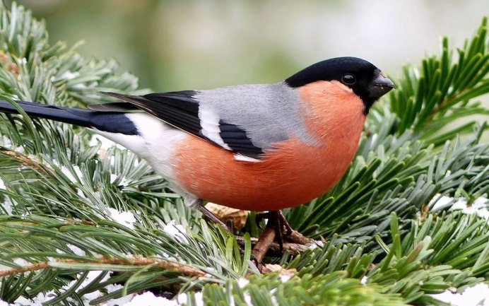 Pyrrhula aurantiaca singing