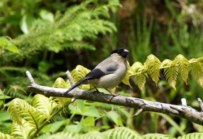 Pyrrhula nipalensis