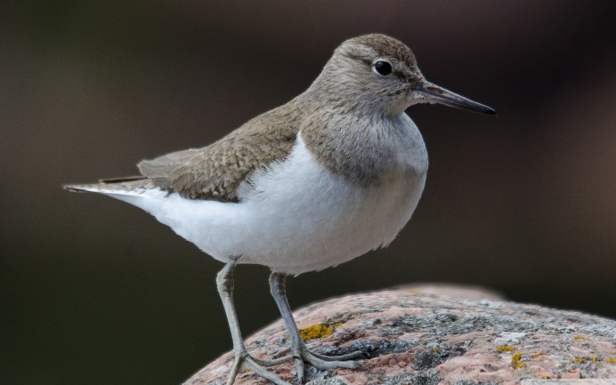 Sandpiper птица
