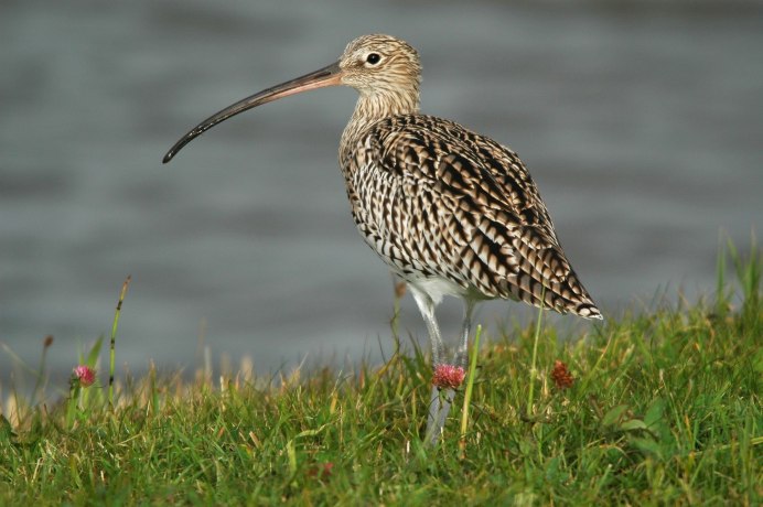 Чернозобик Calidris Alpina (Linnaeus, 1758)