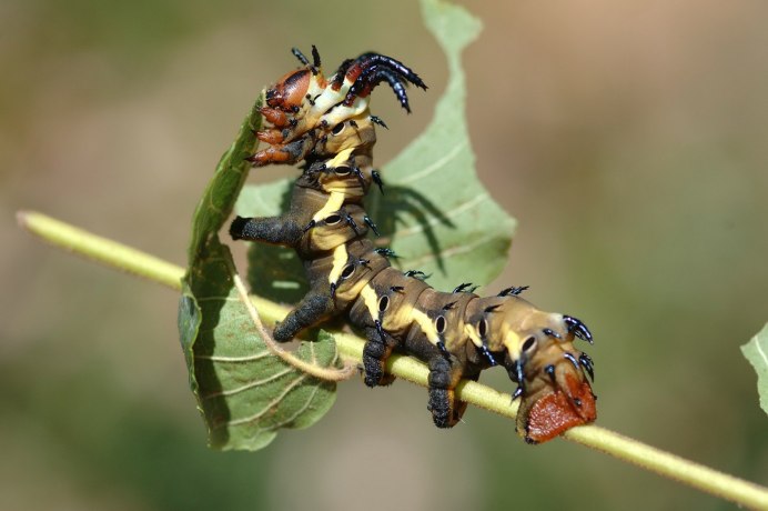 Saturniidae Moth Caterpillar