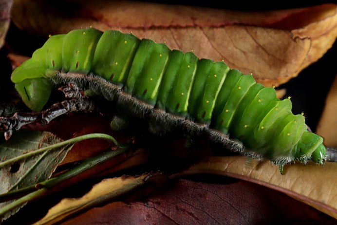 Гусеница Caterpillar голубая