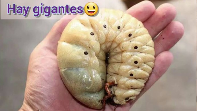 Гусеница minuscule Caterpillar