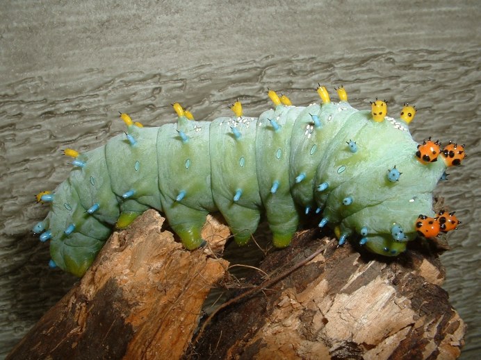 Polyura Sempronius гусеница