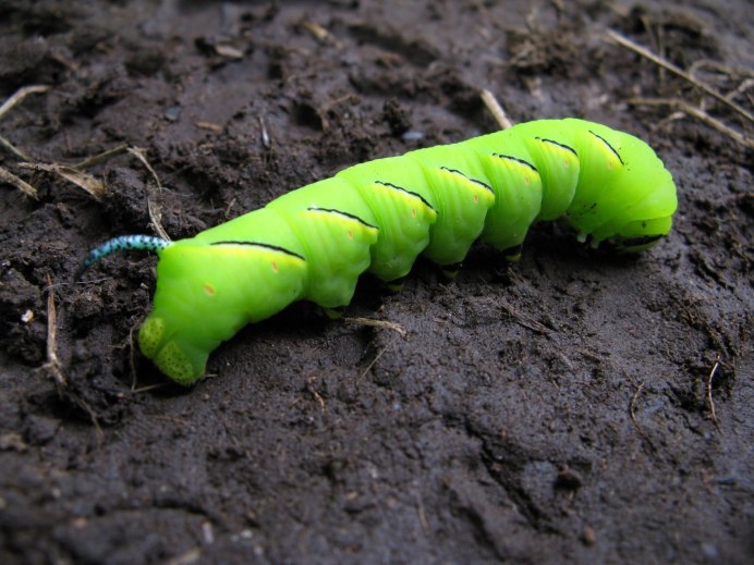 Green Caterpillar гусеница