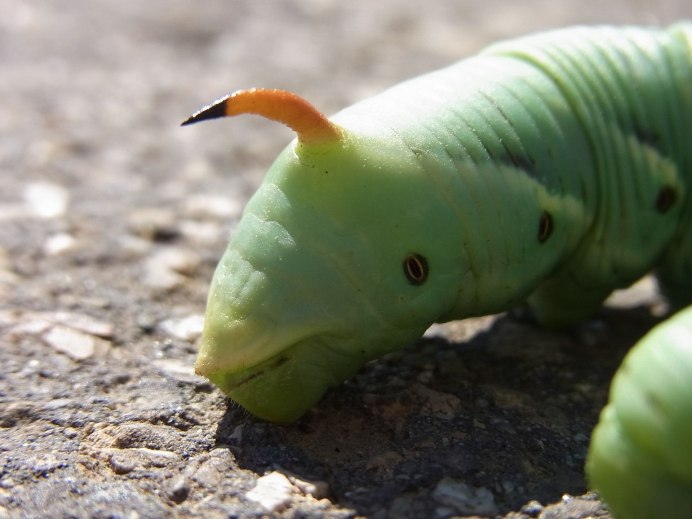 Гусеница Cerura vinula