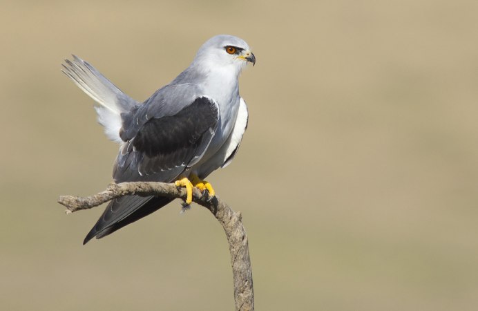 Elanus caeruleus