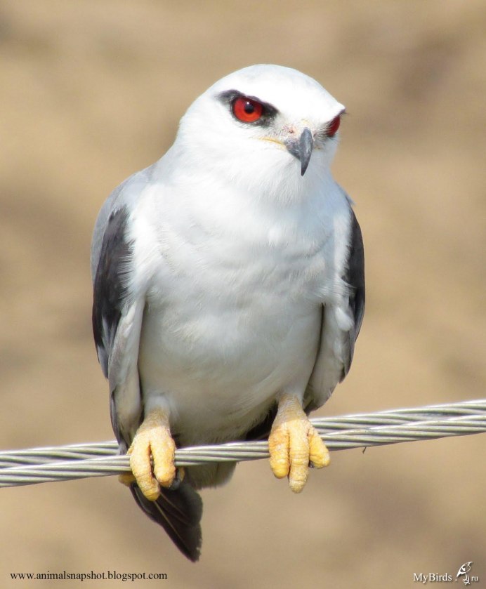 Elanus caeruleus