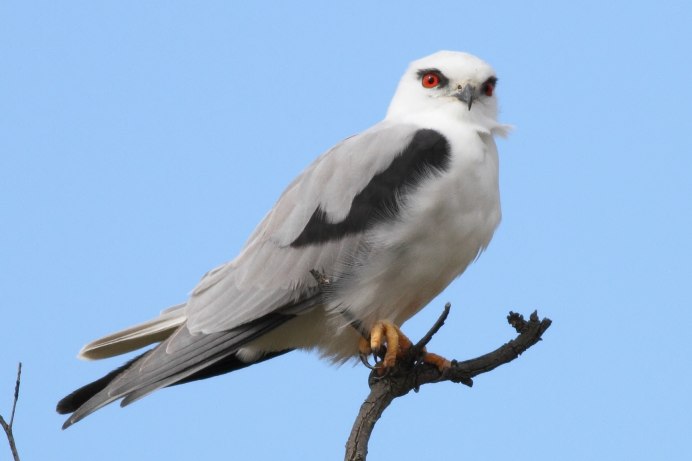 Elanus caeruleus