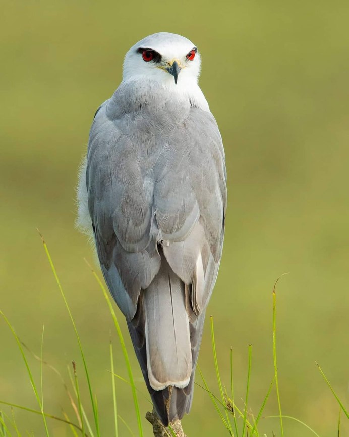 Elanus caeruleus