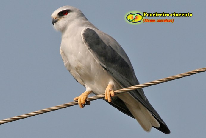 White Collared Kite