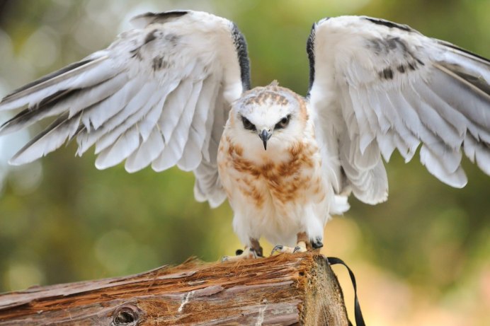 Elanus leucurus