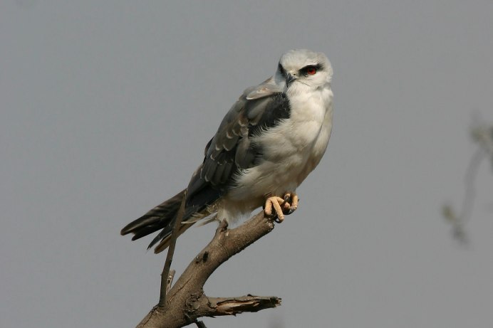Elanus caeruleus