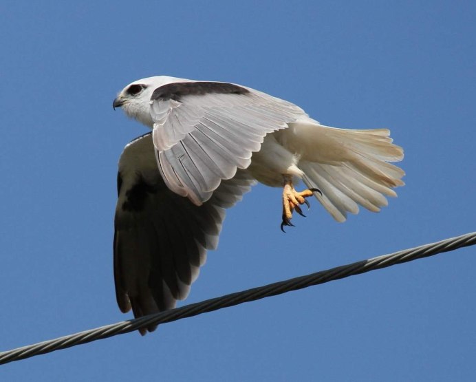 Чернополосый Коршун Elanus Scriptus
