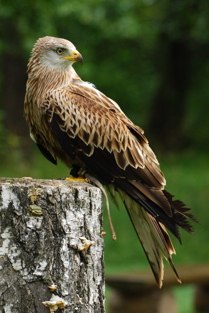 Black Winged Kite