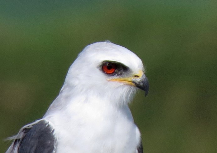 Elanus caeruleus
