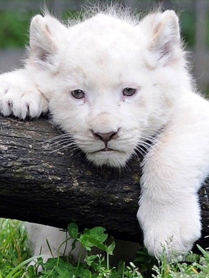 Puma concolor costaricensis