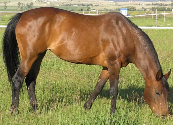 Cheval Alezan лошадь масти