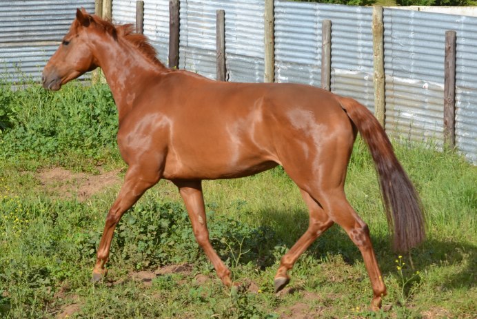 Бурая лошадь Liver Chestnut