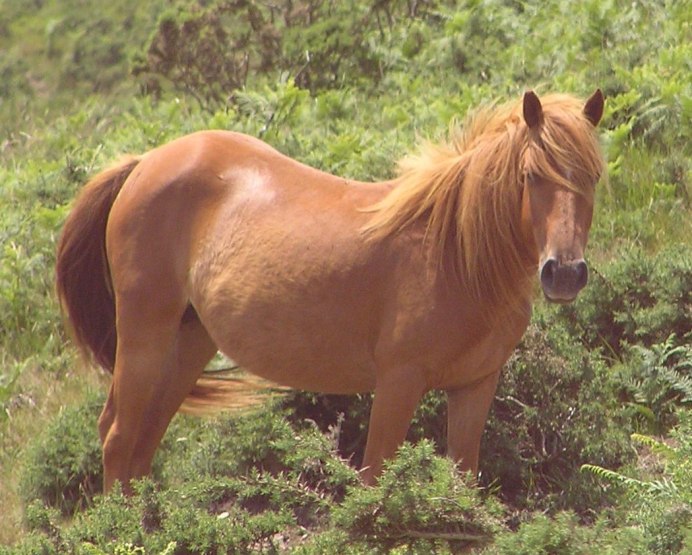 Авелиньез лошадь
