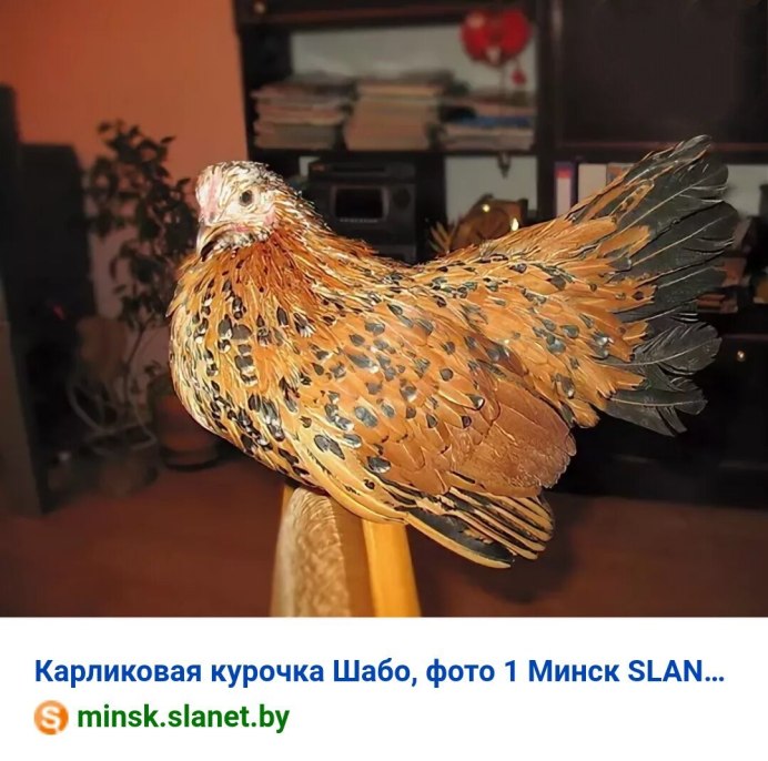 Шабо и Серама