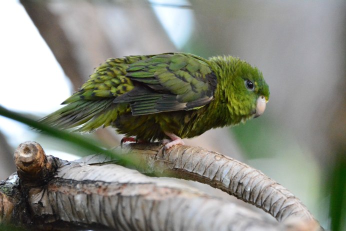 Толстоклювый попугай Катарины