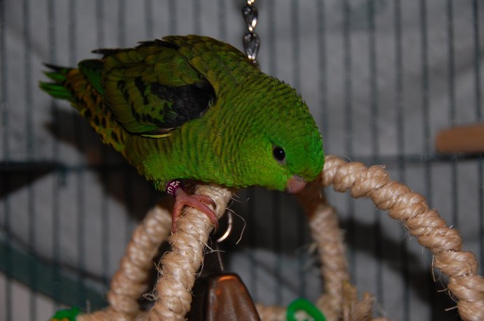 Попугай Катарина