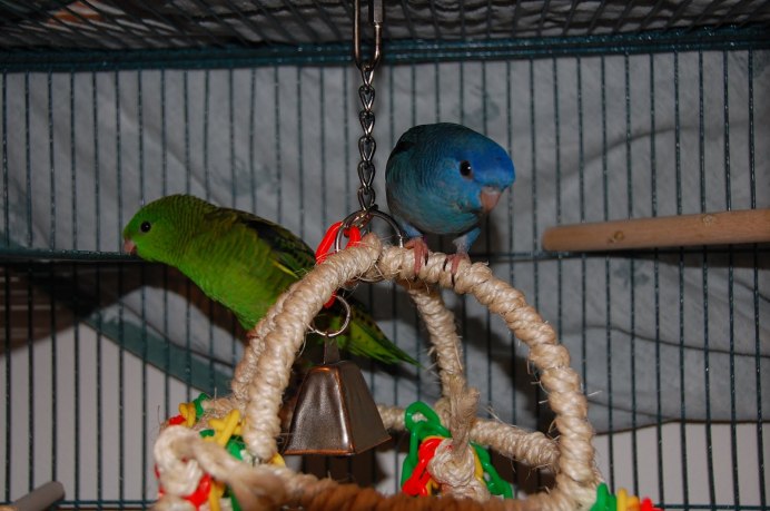 Толстоклювые попугаи Катарины