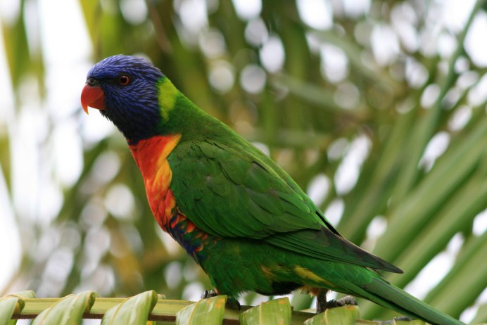 Лорикет попугай зеленый