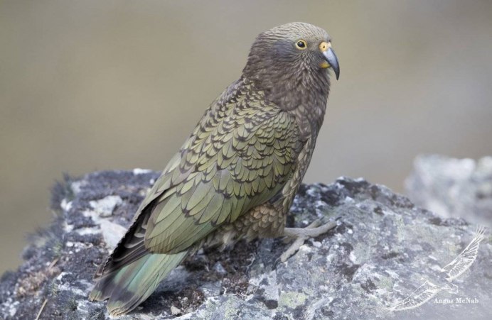 Воробьиный попугай Лессона