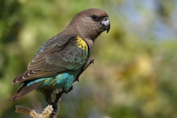 Шлемоносный Какаду