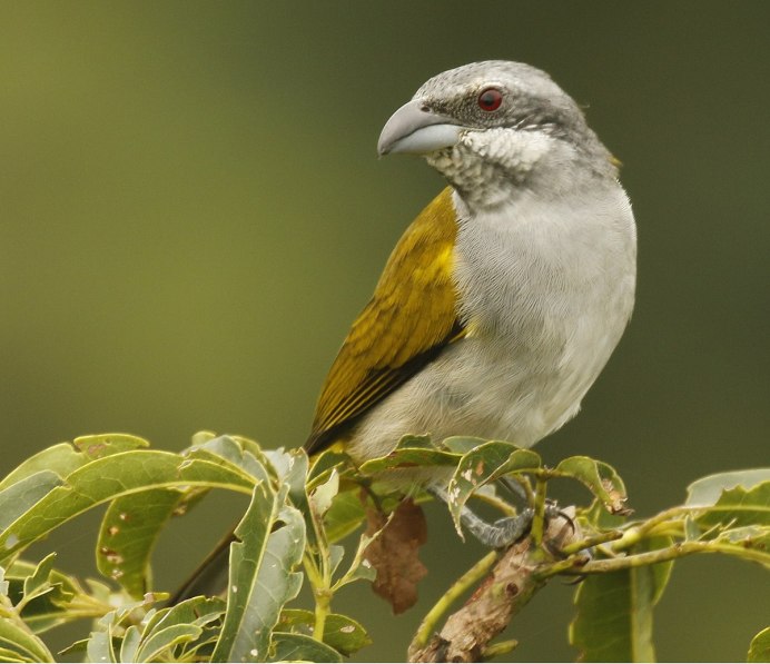 Желтобрюхий толстоклювый Кардинал