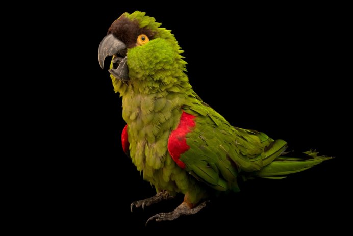 Толстоклювый ара