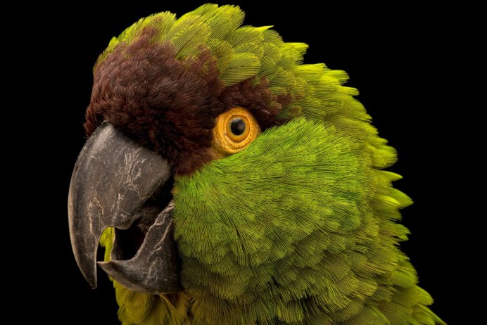 Толстоклювый попугай