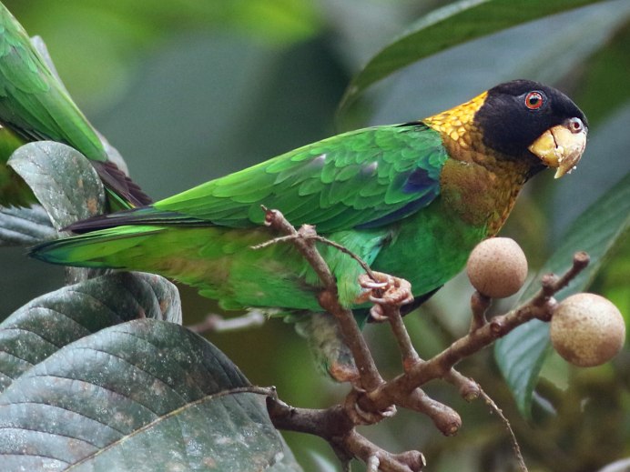 Гималайский кольчатый попугай