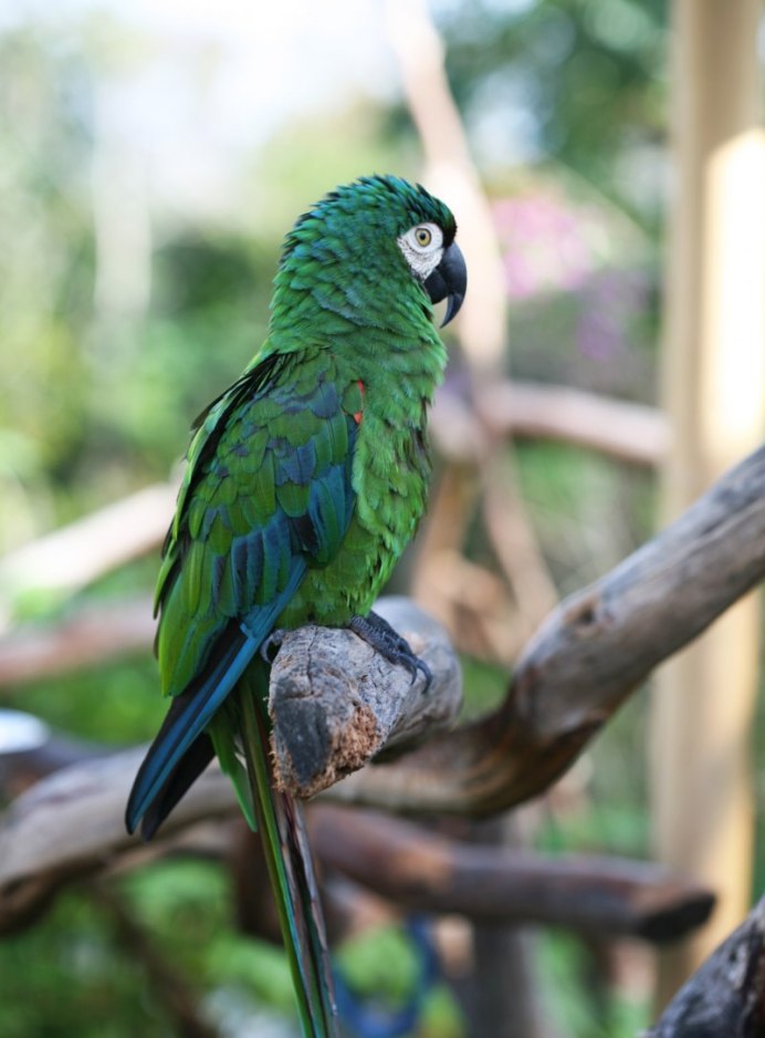 Попугай ара Каштановолобый