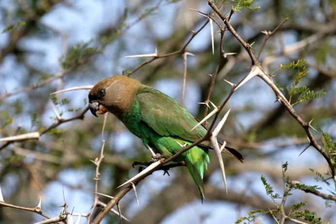 Буроголовая аратинга