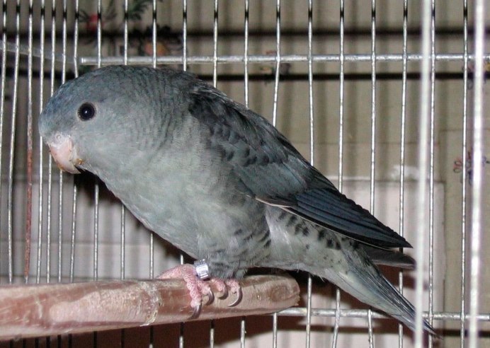 Lineolated Parakeets