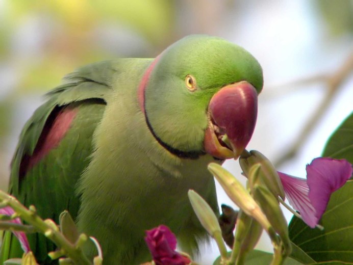Александрийский кольчатый попугай