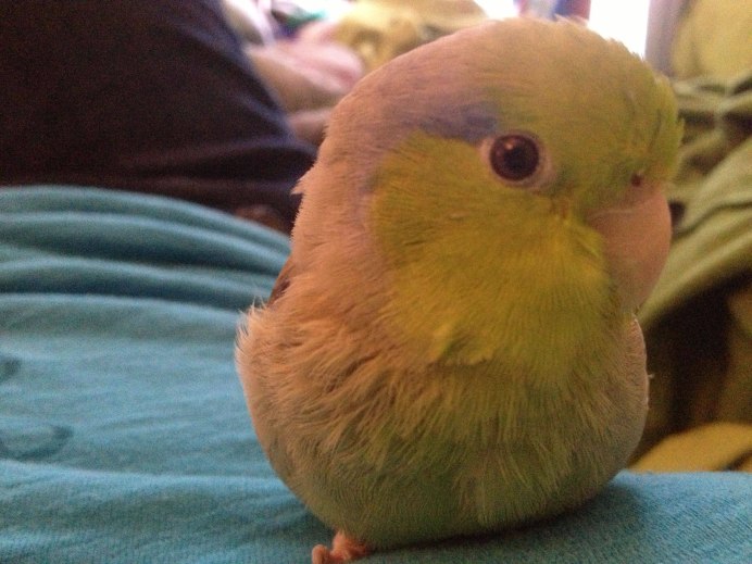 Монах и ожереловый попугай