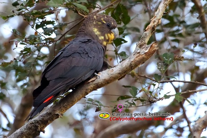 Сейшельский кольчатый попугай