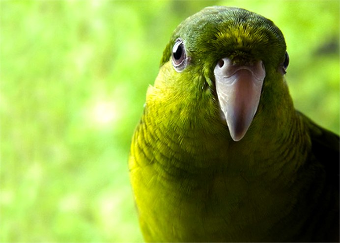 Bolborhynchus lineola