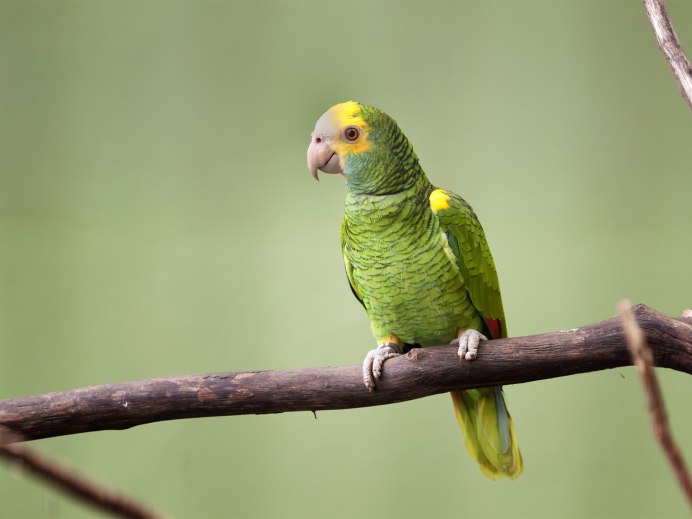 Желтолобый амазонский попугаи