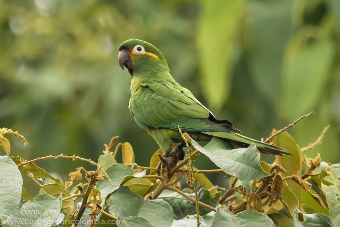 Андский высокогорный попугай