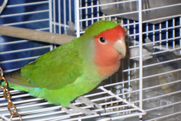 Попугай розовощекий неразлучник самец