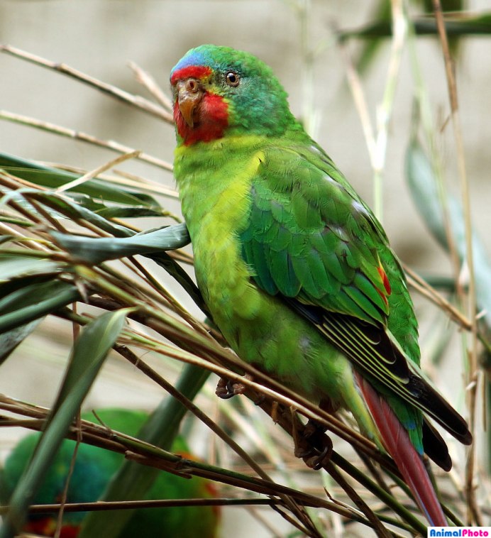 Новозеландский краснолобый какарик