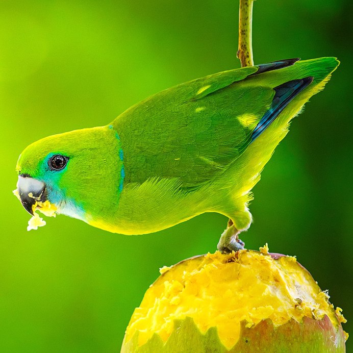 Толстоклювый попугай