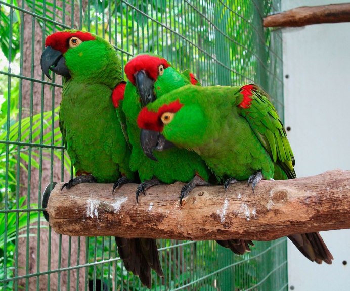 Толстоклювый ара