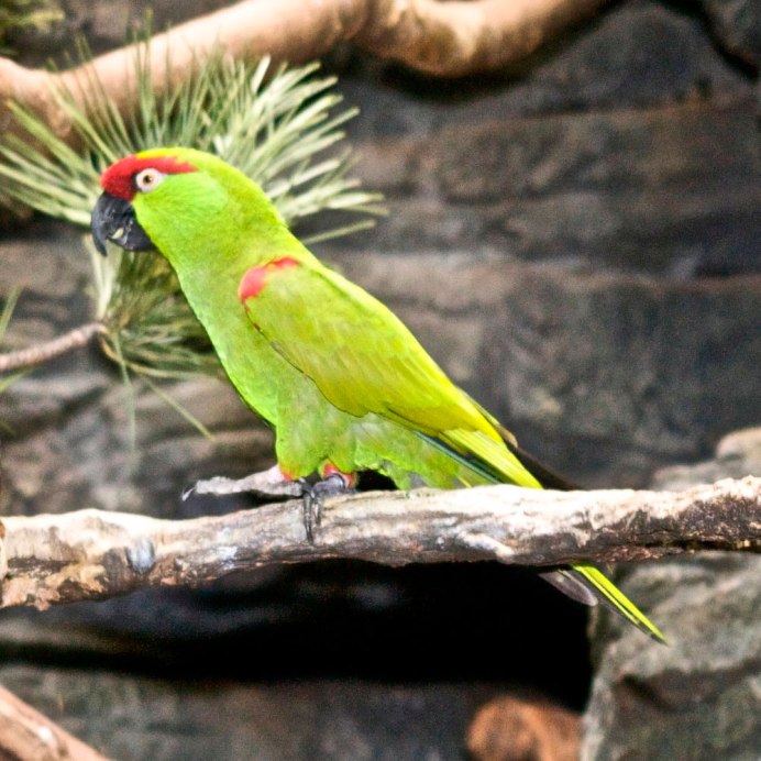 Rhynchopsitta pachyrhyncha