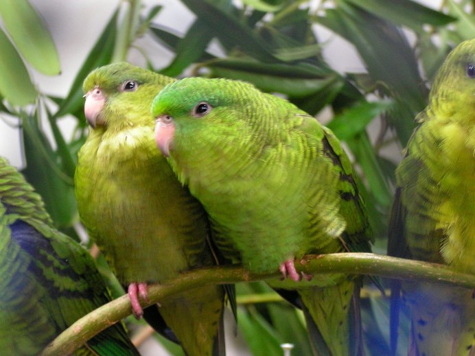 Попугай Катарина